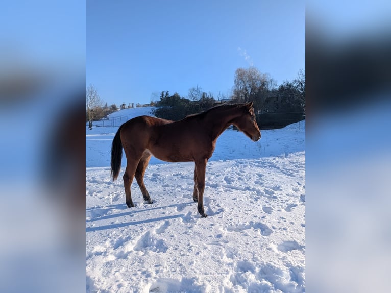 Deutsches Sportpferd Stute 2 Jahre 170 cm Brauner in Bad Sulza