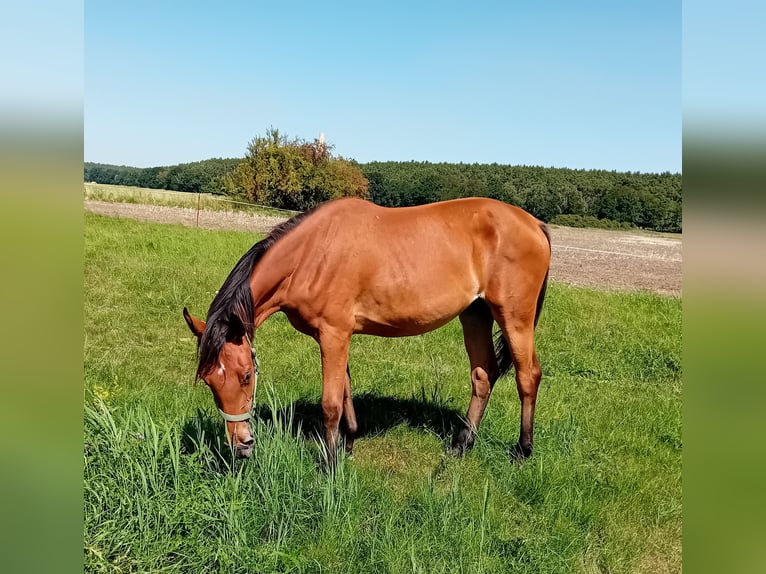 Deutsches Sportpferd Stute 2 Jahre 170 cm Brauner in Milower Land