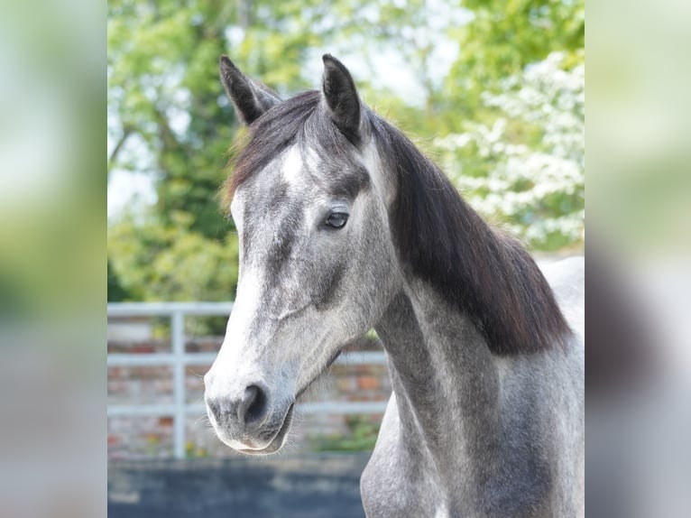 Deutsches Sportpferd Stute 2 Jahre 170 cm Kann Schimmel werden in Großpösna