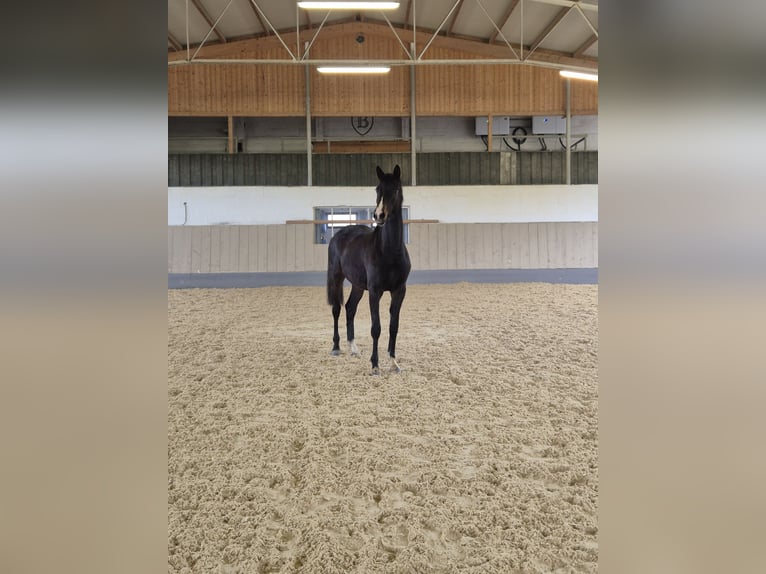 Deutsches Sportpferd Stute 2 Jahre 170 cm Schwarzbrauner in Rotthalmünster