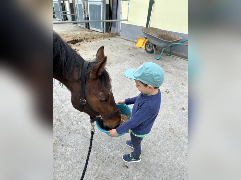 Deutsches Sportpferd Stute 2 Jahre 172 cm Brauner in Marktoberdorf