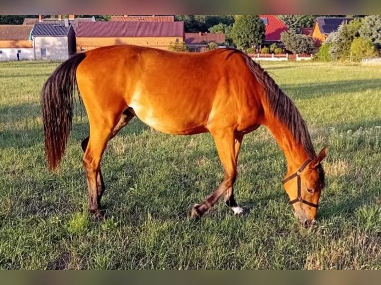 Deutsches Sportpferd Stute 2 Jahre 172 cm Brauner in Milower Land