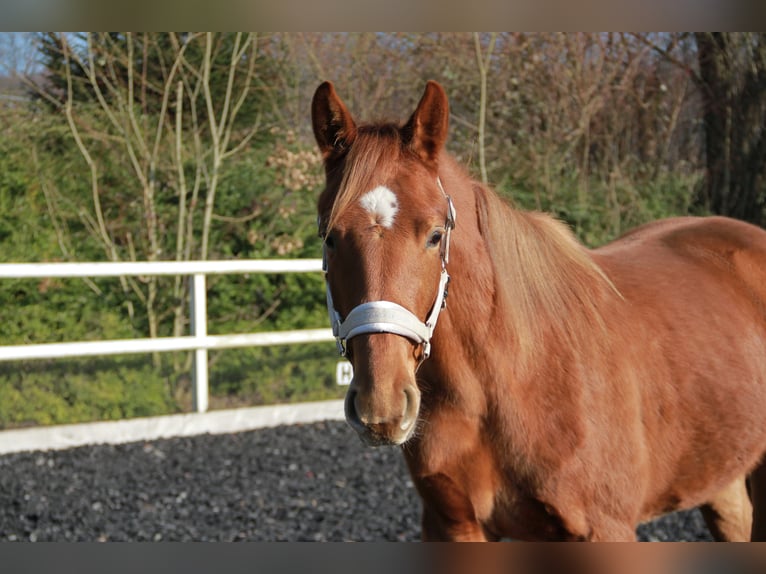 Deutsches Sportpferd Stute 2 Jahre 172 cm Dunkelfuchs in Neckargemünd