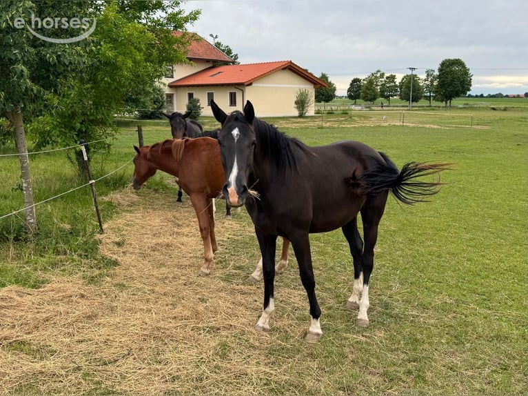 Deutsches Sportpferd Stute 2 Jahre 172 cm Schwarzbrauner in Kastl