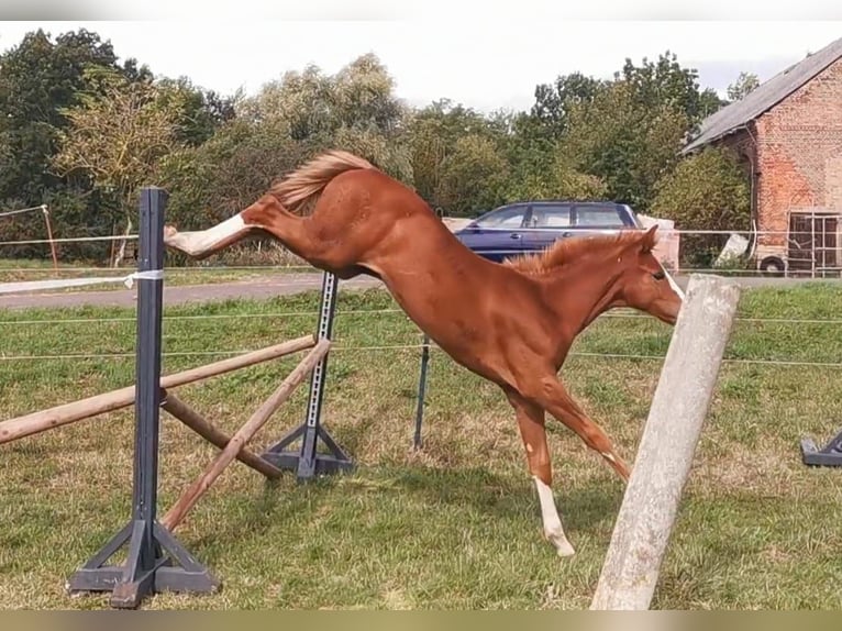 Deutsches Sportpferd Stute 2 Jahre 172 cm in Zett