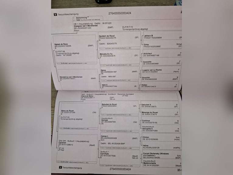 Deutsches Sportpferd Stute 2 Jahre 172 cm in Zett