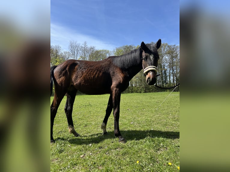Deutsches Sportpferd Stute 2 Jahre 177 cm Brauner in Geithain