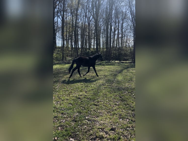 Deutsches Sportpferd Stute 2 Jahre 177 cm Brauner in Geithain