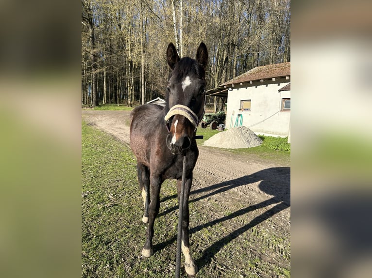 Deutsches Sportpferd Stute 2 Jahre 177 cm Brauner in Geithain