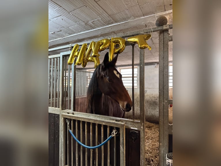 Deutsches Sportpferd Stute 2 Jahre 180 cm Brauner in Wiesloch