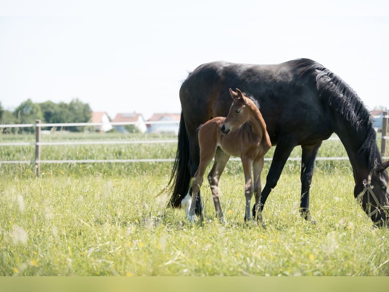 Deutsches Sportpferd Stute 2 Jahre Brauner in Rainau