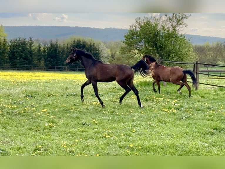 Deutsches Sportpferd Stute 2 Jahre Brauner in Nessetal