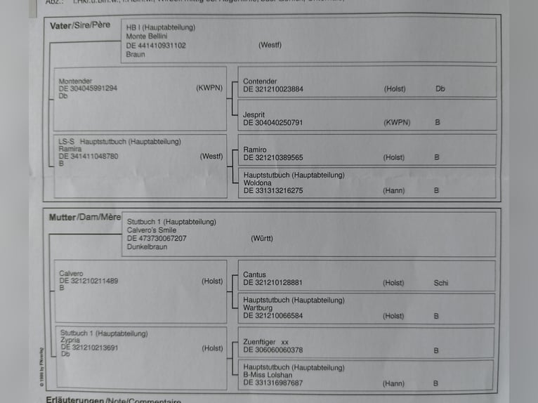 Deutsches Sportpferd Stute 2 Jahre Brauner in Weilburg