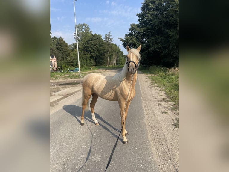 Deutsches Sportpferd Stute 2 Jahre Palomino in Rumia