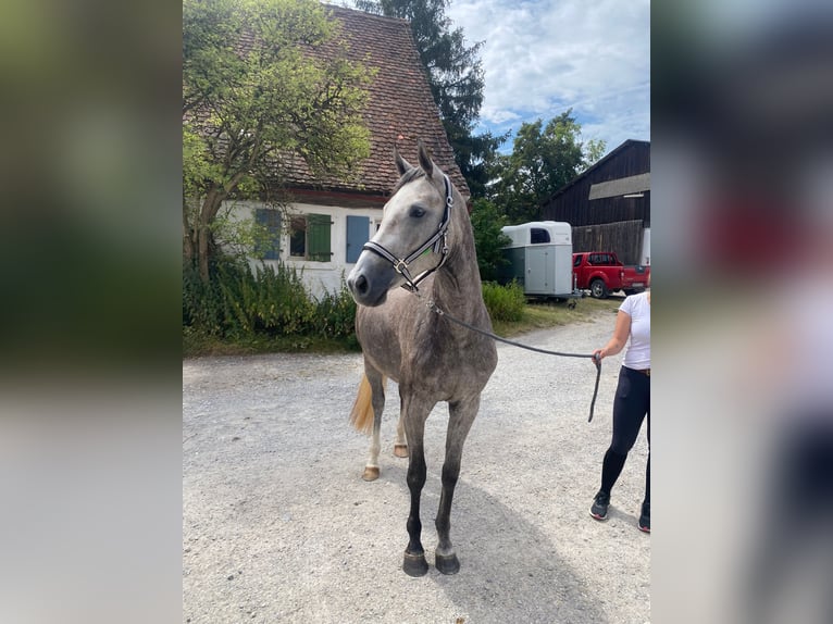 Deutsches Sportpferd Stute 2 Jahre Schimmel in Ansbach