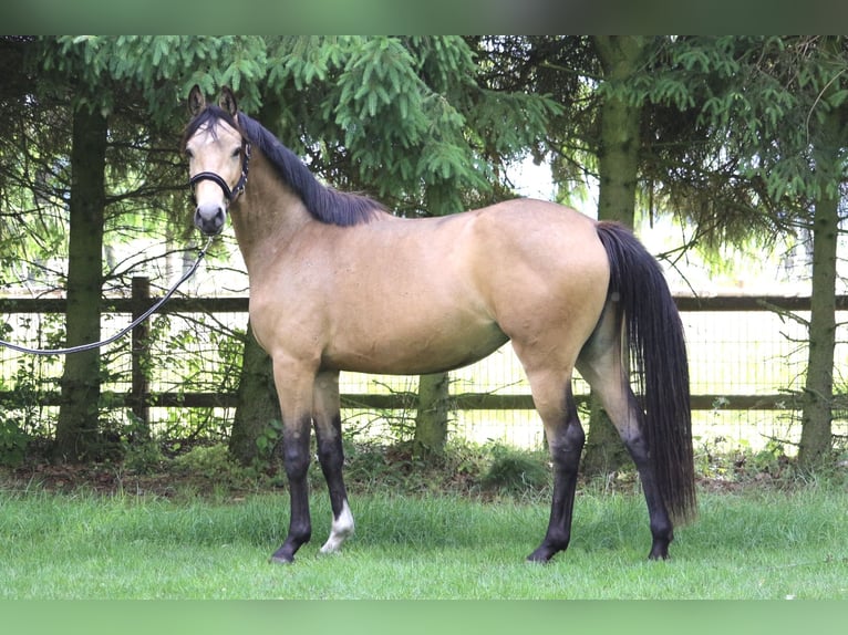 Deutsches Sportpferd Stute 3 Jahre 153 cm Buckskin in Schneverdingen