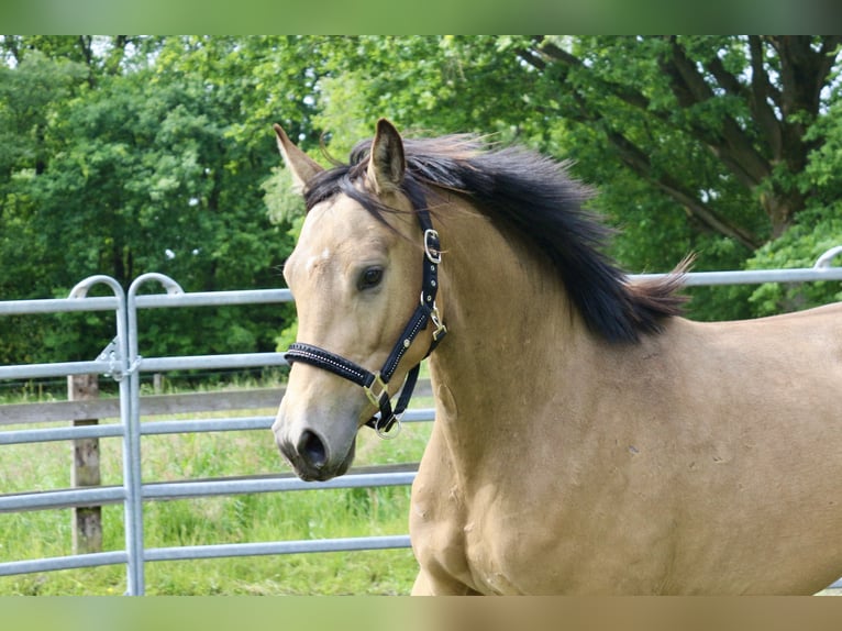 Deutsches Sportpferd Stute 3 Jahre 153 cm Buckskin in Schneverdingen