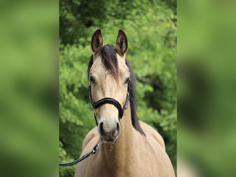Deutsches Sportpferd Stute 3 Jahre 153 cm Buckskin in Schneverdingen