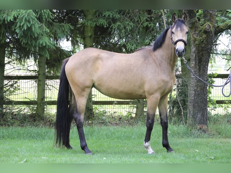 Deutsches Sportpferd Stute 3 Jahre 153 cm Buckskin in Schneverdingen