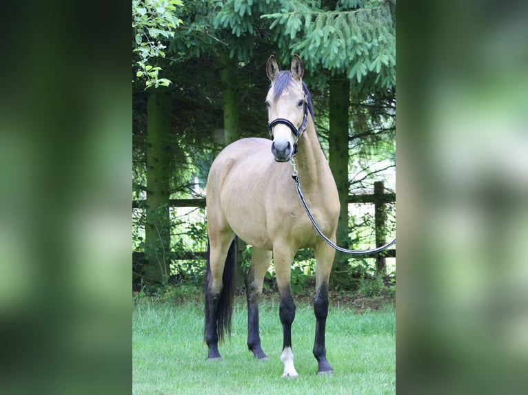 Deutsches Sportpferd Stute 3 Jahre 153 cm Buckskin in Schneverdingen
