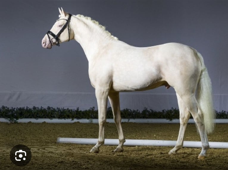 Deutsches Sportpferd Stute 3 Jahre 153 cm Buckskin in Schneverdingen