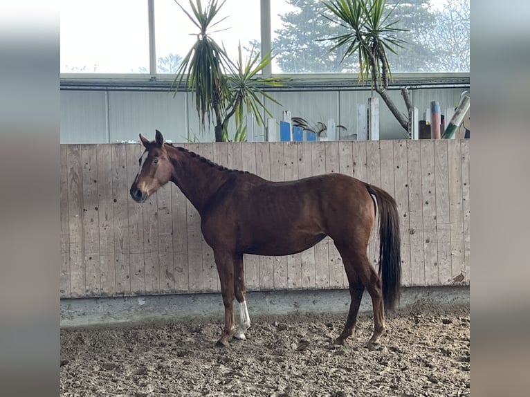 Deutsches Sportpferd Stute 3 Jahre 153 cm Fuchs in Mengen