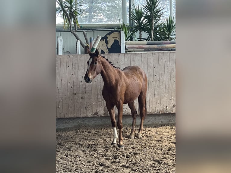 Deutsches Sportpferd Stute 3 Jahre 153 cm Fuchs in Mengen