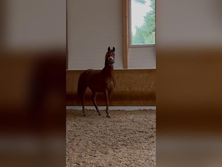 Deutsches Sportpferd Stute 3 Jahre 154 cm Fuchs in Bad Wurzach