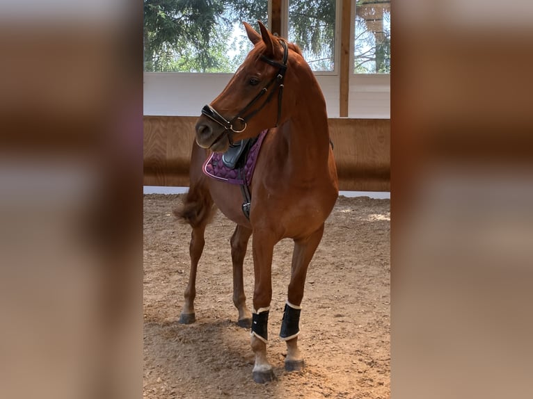 Deutsches Sportpferd Stute 3 Jahre 154 cm Fuchs in Bad Wurzach