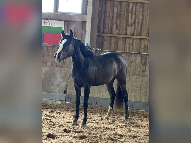Deutsches Sportpferd Stute 3 Jahre 155 cm Brauner in Aurach