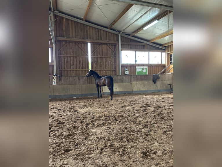Deutsches Sportpferd Stute 3 Jahre 155 cm Brauner in Aurach