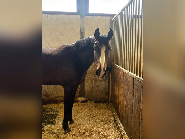 Deutsches Sportpferd Stute 3 Jahre 155 cm Brauner in Aurach