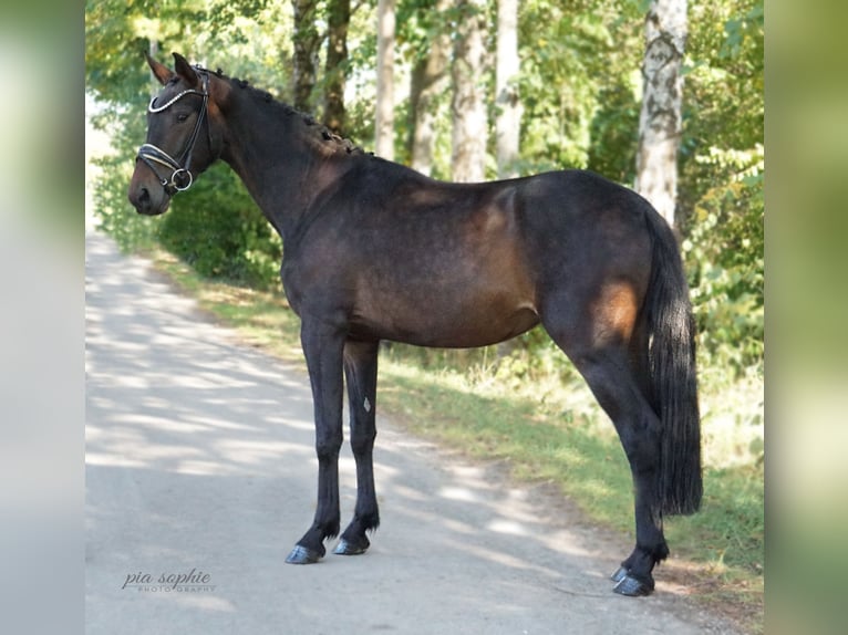 Deutsches Sportpferd Stute 3 Jahre 155 cm Dunkelbrauner in Illertissen