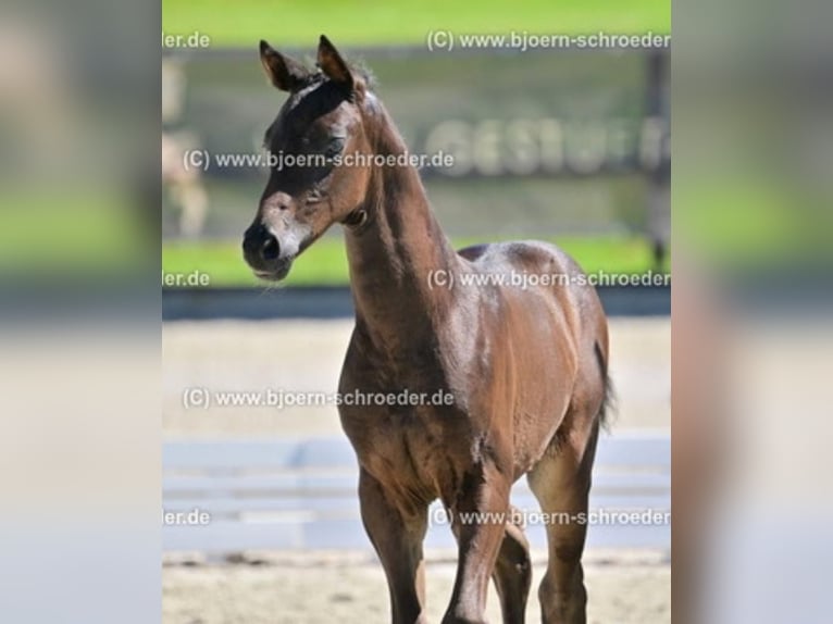 Deutsches Sportpferd Stute 3 Jahre 155 cm Dunkelbrauner in Werder an der Havel