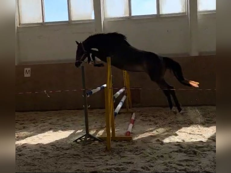 Deutsches Sportpferd Stute 3 Jahre 156 cm Apfelschimmel in Kolkwitz