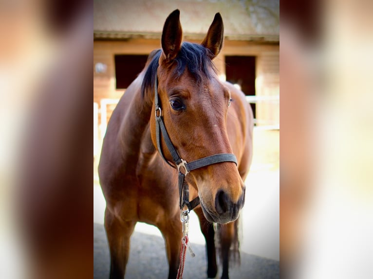 Deutsches Sportpferd Stute 3 Jahre 156 cm Brauner in Ertingen