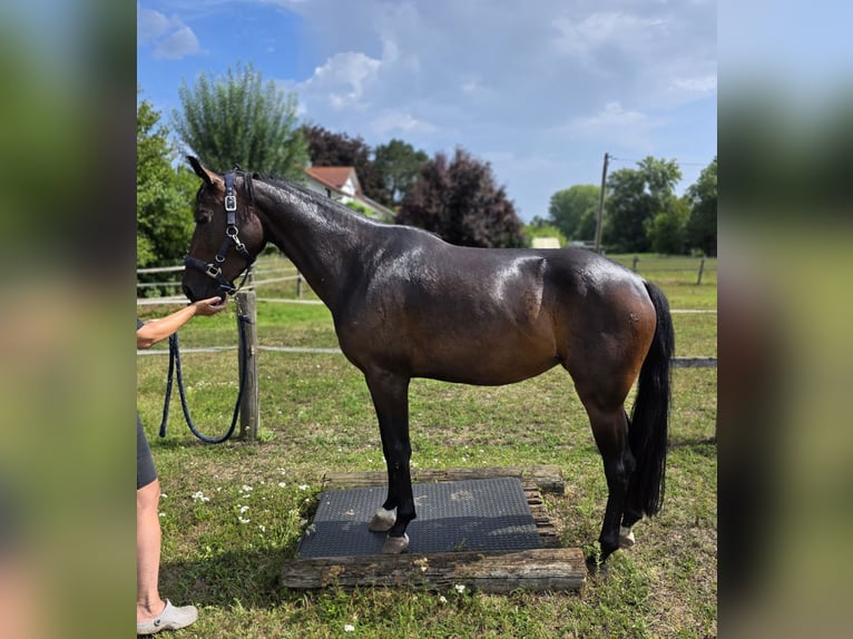 Deutsches Sportpferd Stute 3 Jahre 157 cm Dunkelbrauner in Mamming