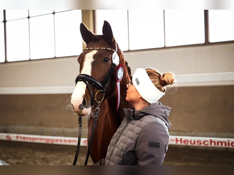 Deutsches Sportpferd Stute 3 Jahre 157 cm Dunkelfuchs in Kraiburg am Inn