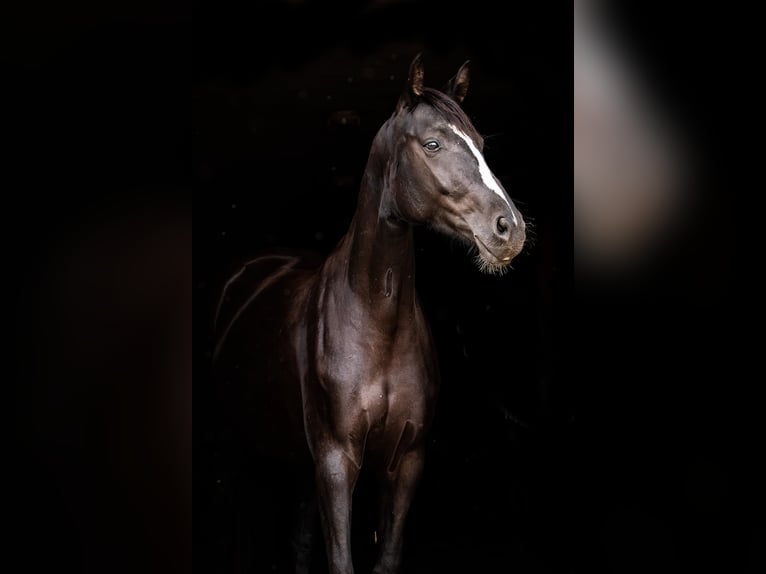 Deutsches Sportpferd Stute 3 Jahre 157 cm Rappe in Ballenstedt