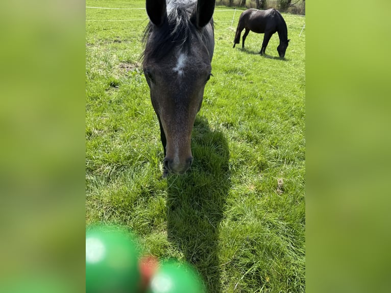 Deutsches Sportpferd Stute 3 Jahre 157 cm Schimmel in EmpfingenEmpfingen