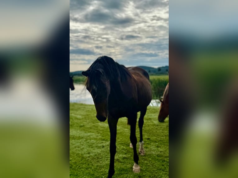 Deutsches Sportpferd Stute 3 Jahre 158 cm Brauner in Kle&#xDF;en-G&#xF6;rneKietz