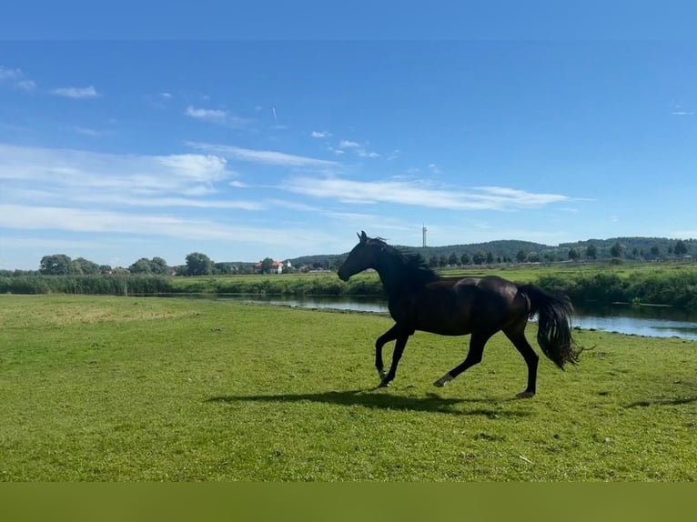 Deutsches Sportpferd Stute 3 Jahre 158 cm Brauner in Kle&#xDF;en-G&#xF6;rneKietz