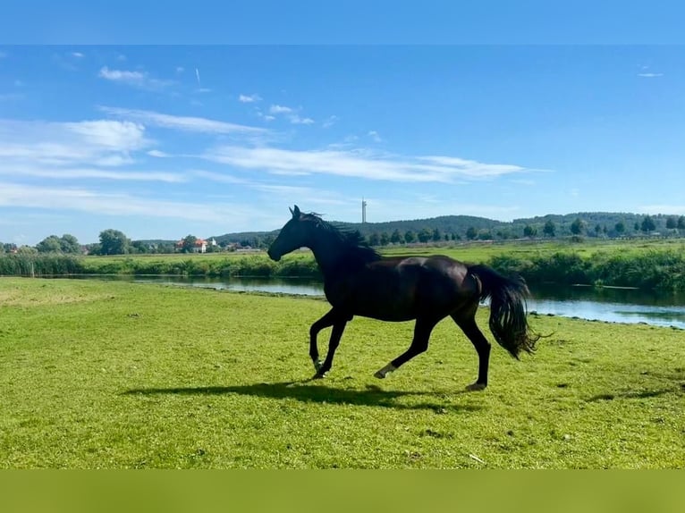 Deutsches Sportpferd Stute 3 Jahre 158 cm Brauner in Kle&#xDF;en-G&#xF6;rneKietz