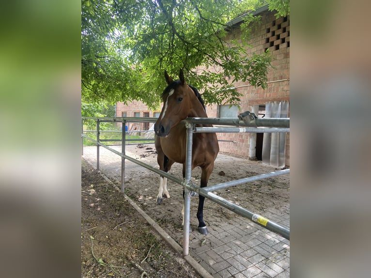 Deutsches Sportpferd Stute 3 Jahre 158 cm Brauner in Hofbieber