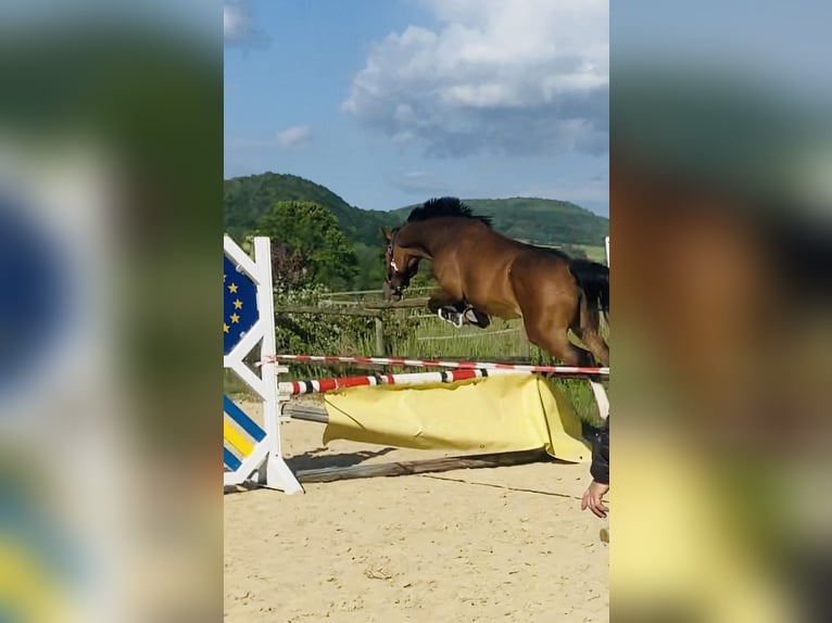 Deutsches Sportpferd Stute 3 Jahre 158 cm Brauner in Hofbieber