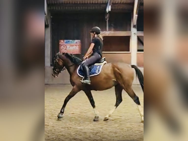 Deutsches Sportpferd Stute 3 Jahre 158 cm Brauner in Hofbieber