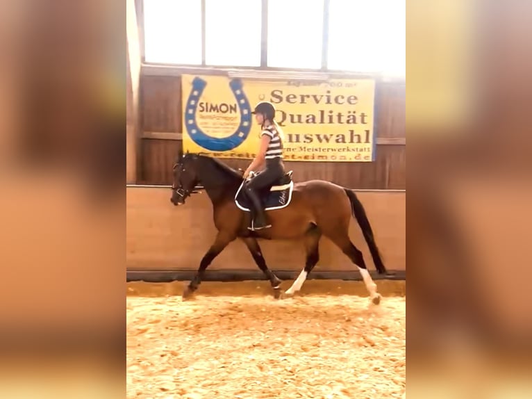 Deutsches Sportpferd Stute 3 Jahre 158 cm Brauner in Hofbieber