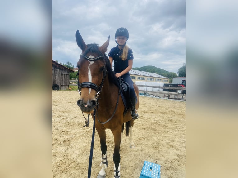 Deutsches Sportpferd Stute 3 Jahre 158 cm Brauner in Hofbieber