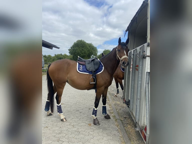 Deutsches Sportpferd Stute 3 Jahre 158 cm Brauner in Hofbieber