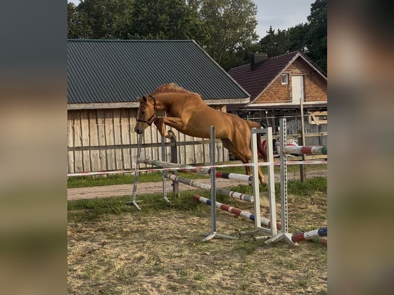 Deutsches Sportpferd Stute 3 Jahre 158 cm Fuchs in Mollnitz
